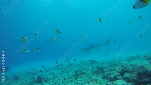 Two tiger shark in search of food is circling over the bottom of the reef in shallow water - Indian Ocean, Fuvahmulah island, Maldives, Asia
 photo