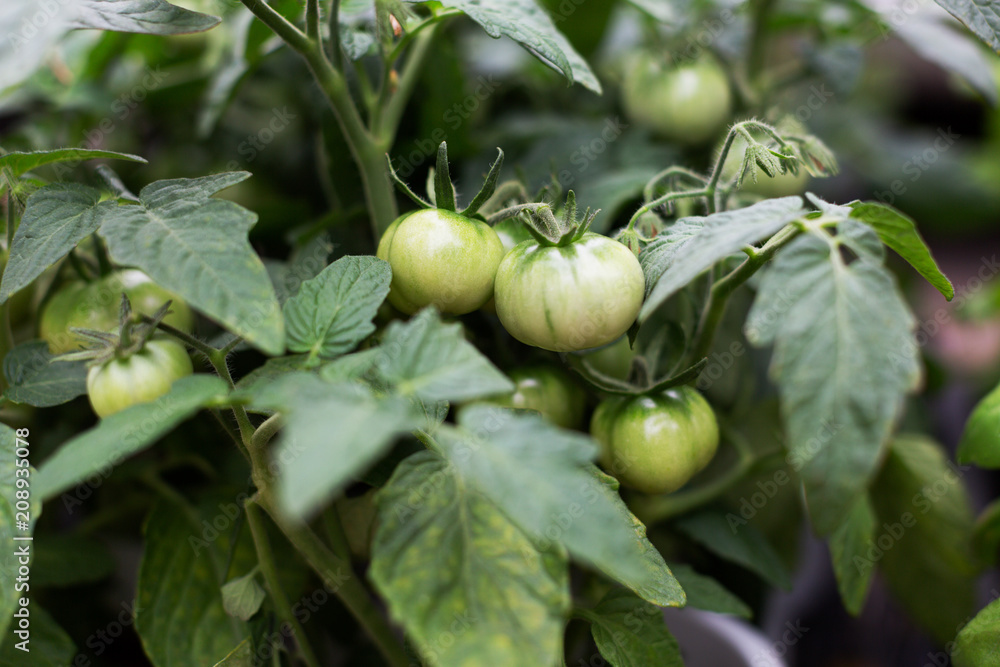 Green fresh tomatoes in pots. Summer market. Natural concept Green fresh tomatoes in pots. Summer market. Natural concept