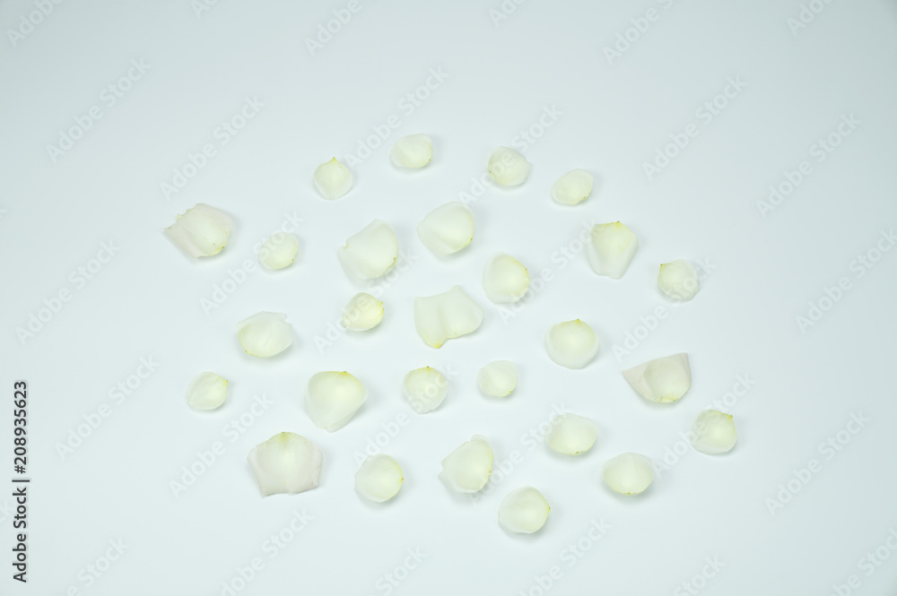 White rose petals on white background.