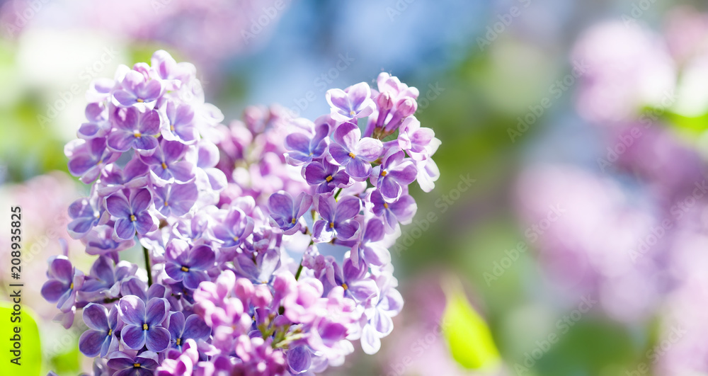 Obraz premium Blossoming Syringa lilac bush. Springtime landscape with bunch of violet flowers. lilacs blooming plants background. soft focus photo.