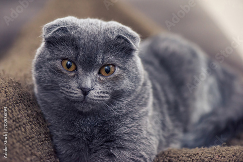 Blue british shorthair cat posing