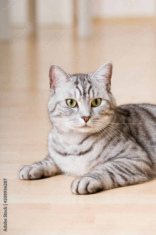 Getigerte Katze in der Wohnung Getigerte Katze in der Wohnung