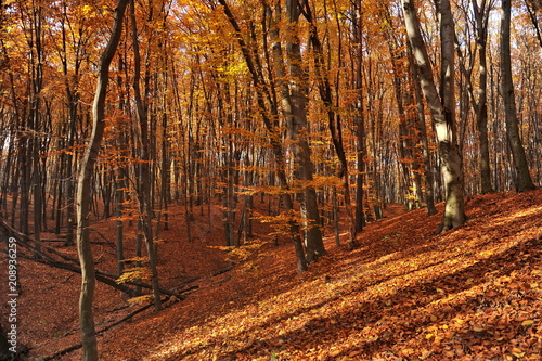 Fototapeta Naklejka Na Ścianę i Meble -  Golden autumn in the beech forest