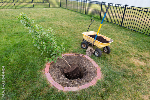 Φωτογραφία Planting a young maple sapling in a backyard