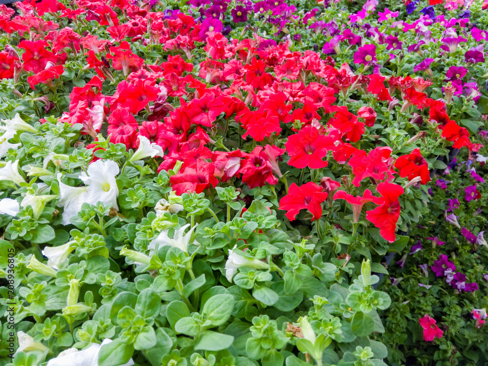 Colorful display of white, red and purple petunias