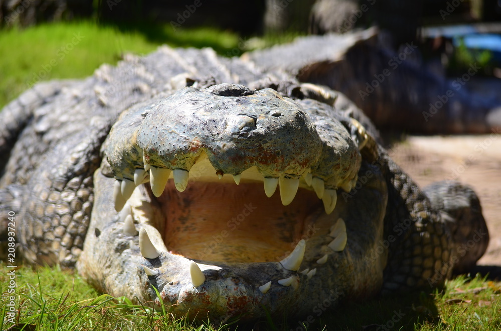 Fototapeta premium Toothy Grin Alligator