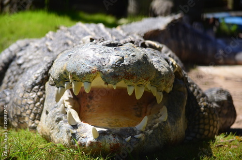 Alligator with mouth open photo