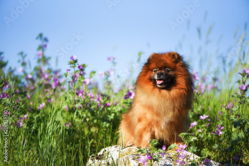 Fototapeta Naklejka Na Ścianę i Meble -  Beautiful fluffy dog sitting on a rock among wildflowers, Spitz
