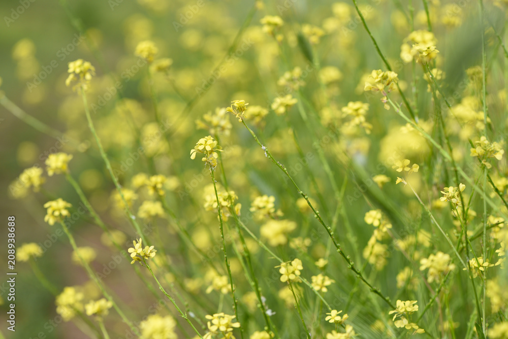 Fototapeta premium Background of yellow wildflowers