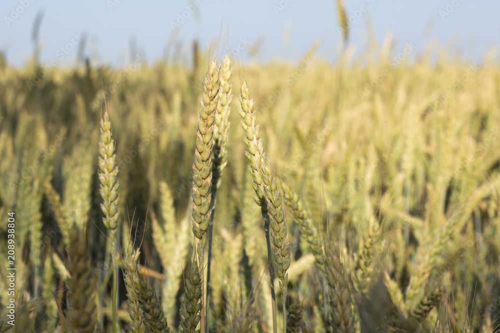 Obraz premium Weat field in summer time