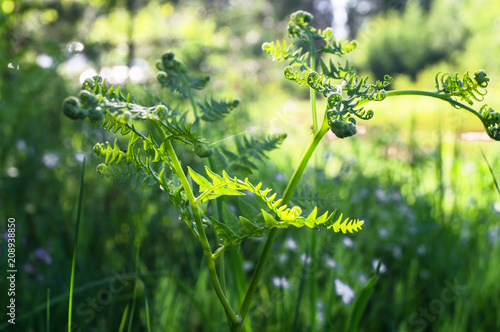 Young sprout of the Pteridium aquilinum known as  common bracken or eagle fern. A growing fern frond, unfurling on the sunny background.
