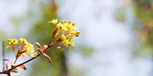 Beautiful spring time floral background with red maple tree branch. Shallow depth of field, bright colors photography. copy space