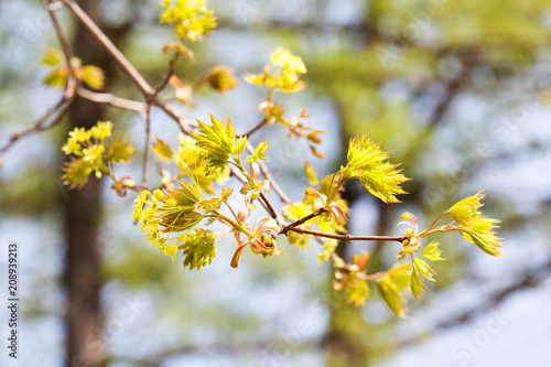 Beautiful maple branch yellow flowers and first leaves close-up. Spring nature floral background. soft focus.