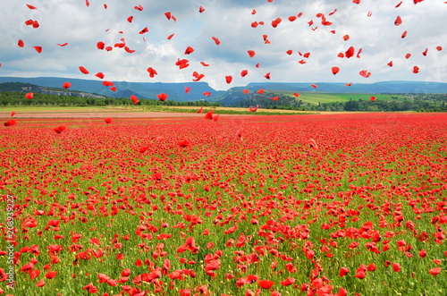 A beautiful landscape, a poppy field in the background of mountains, flying poppy petals photo