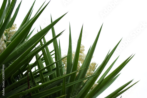 yucca plant flowers and leaves