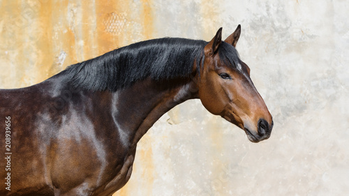 Obraz na płótnie Portrait of a bay horse on light background isolated