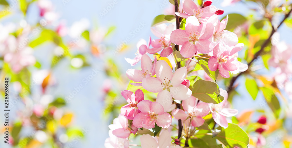 Hawaiian style floral background. Blossoming pink petals flowers close-up. Fruit tree branch on blue sky background, sunny day light. Shallow depth of field, copy space