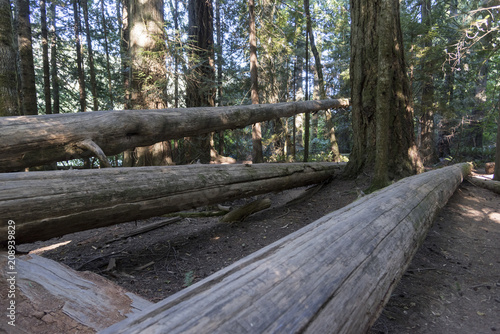 Fallen trees in a forest, Cathedral Grove MacMillan Provincial Park Trail, Vancouver Island, British Columbia, Canada