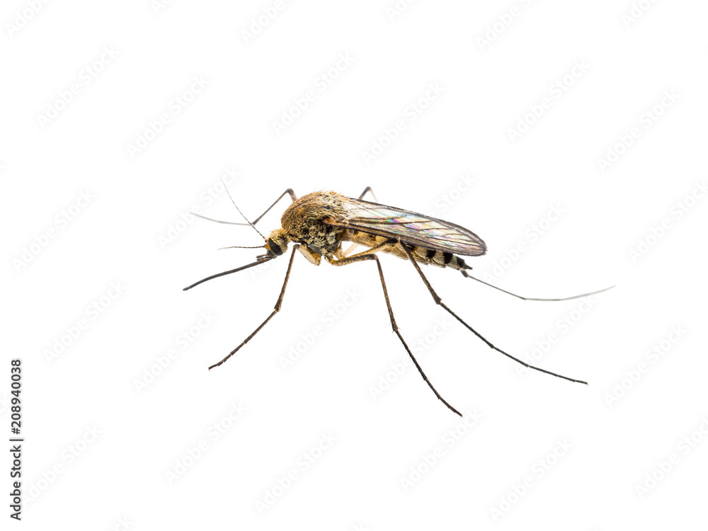 Yellow Fever, Malaria or Zika Virus Infected Mosquito Insect Isolated on White Background Yellow Fever, Malaria or Zika Virus Infected Mosquito Insect Isolated on White Background