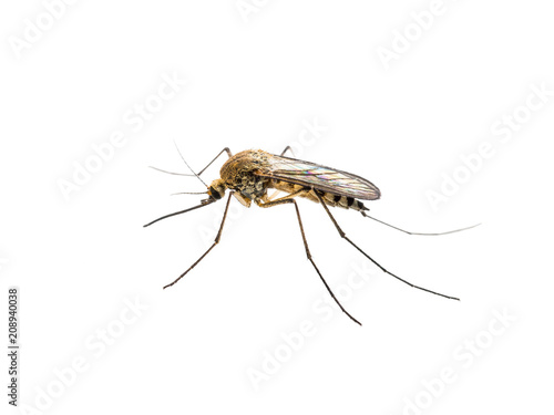 Yellow Fever, Malaria or Zika Virus Infected Mosquito Insect Isolated on White Background © nechaevkon