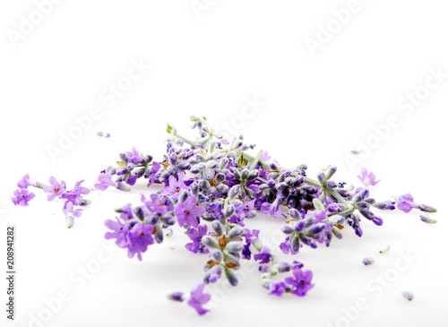 Lavandula Angustifolia Isolated On White Background 