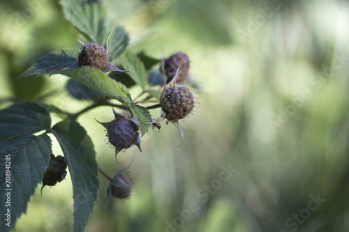 Berry raspberries on a branch, green. Not ripe. Macro. photo