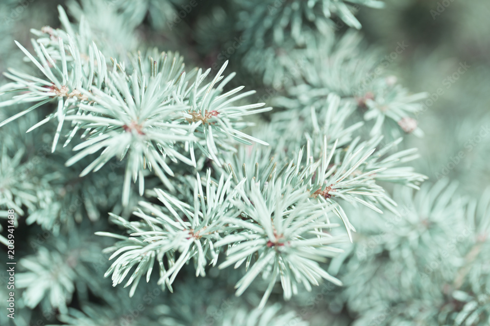 Branches of blue spruce. Blue spruce in the forest, Background & Textures Branches of blue spruce. Blue spruce in the forest, Background & Textures