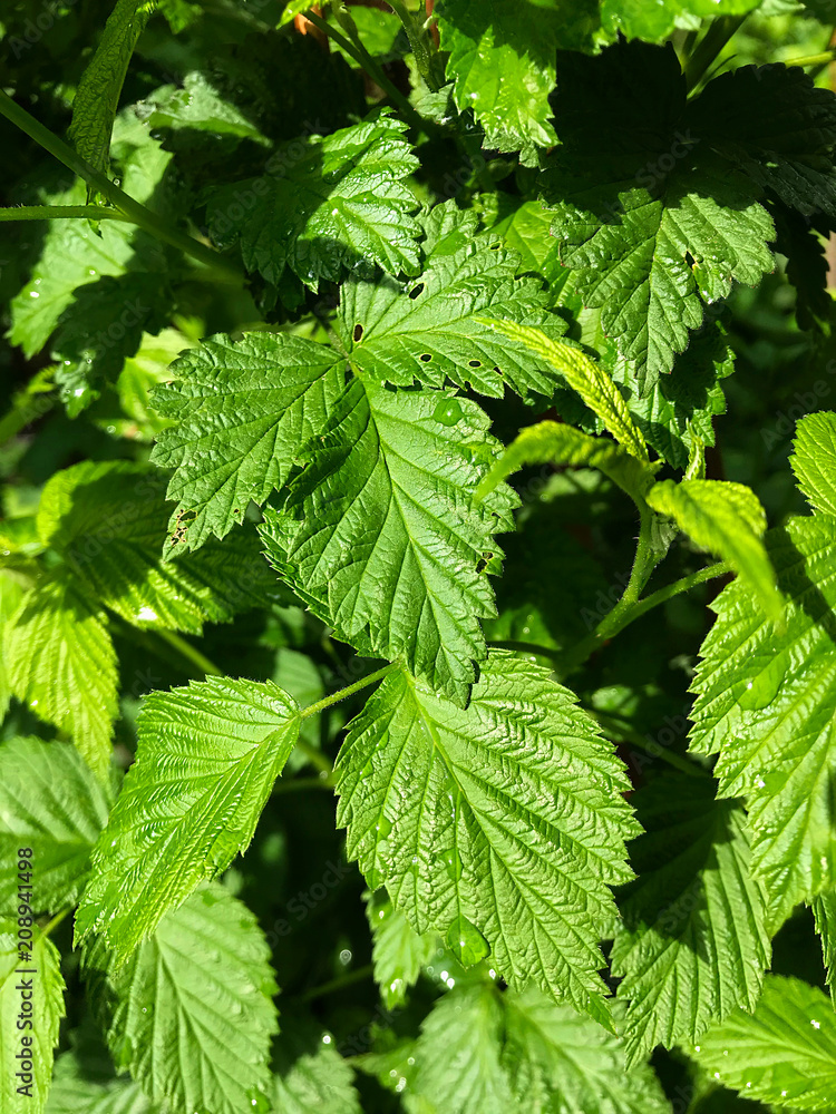 Green leaves of a raspberry bush with dew. Green leaves of a raspberry bush with dew.