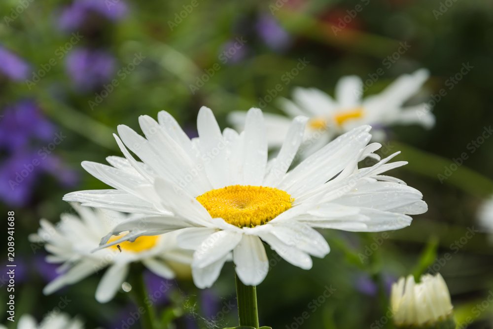 Fototapeta premium Blooming chamomile in the garden