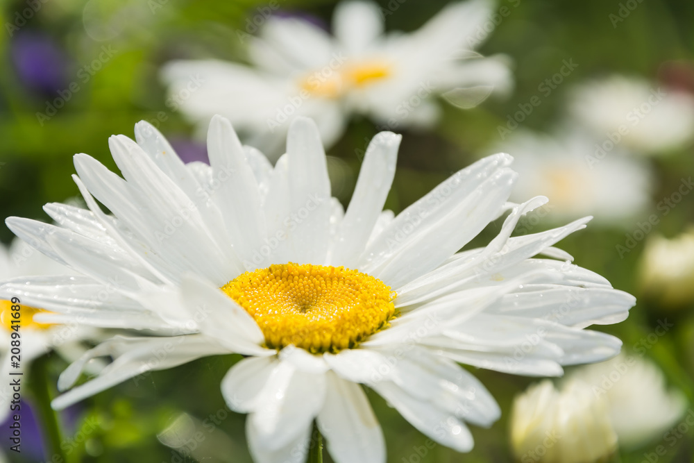 Blooming chamomile in the garden Blooming chamomile in the garden