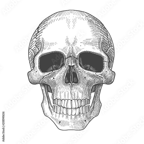 Hand drawn illustration of human skull.