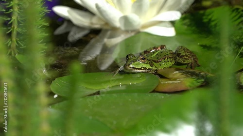 European green frog seen from the front sitting on a water lily leaf with a white flower in the background swims forward at the end