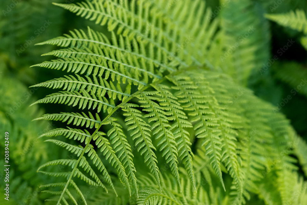 beautiful ferns leaves, green foliage natural floral fern background in sunlight