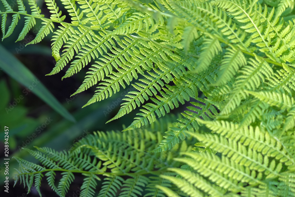 beautiful ferns leaves, green foliage natural floral fern background in sunlight beautiful ferns leaves, green foliage natural floral fern background in sunlight