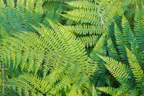 beautiful ferns leaves  green foliage natural floral fern background in sunlight