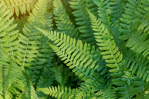 beautiful ferns leaves  green foliage natural floral fern background in sunlight