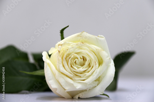 White color of rose and green leaf on the white floor. The concept of chaste love or valentine.