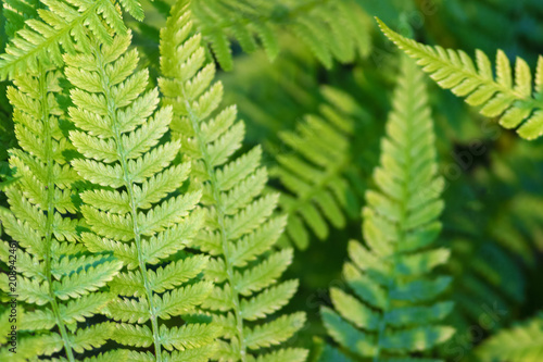 beautiful ferns leaves  green foliage natural floral fern background in sunlight