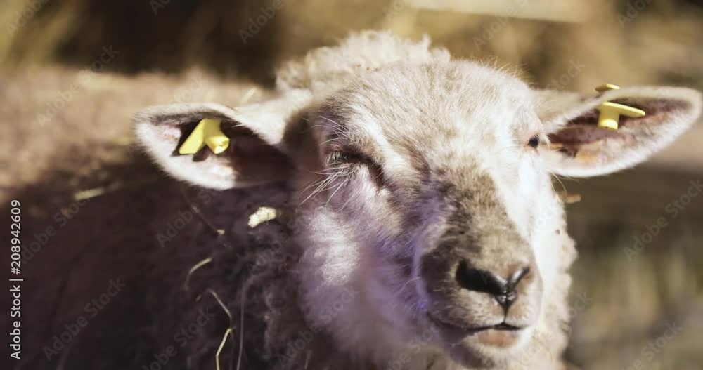Close Up White Sheep Eating Straw In Barn Close Up White Sheep Eating Straw In Barn
