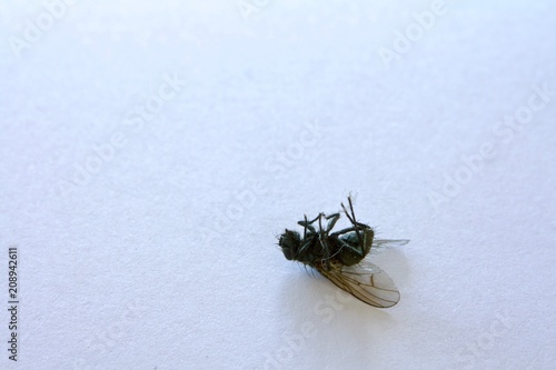 dead dirty fly on white background close-up