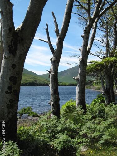 Trees and lake © Michele