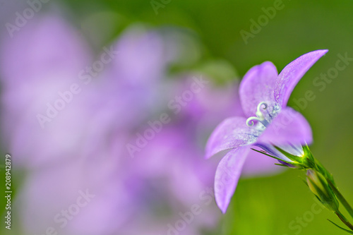 wild violet bell flower on smooth blurry background texture
