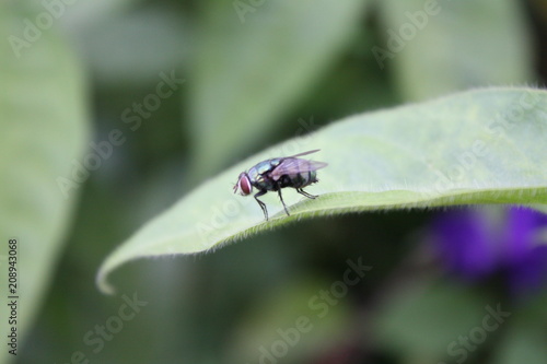 A fly in nature