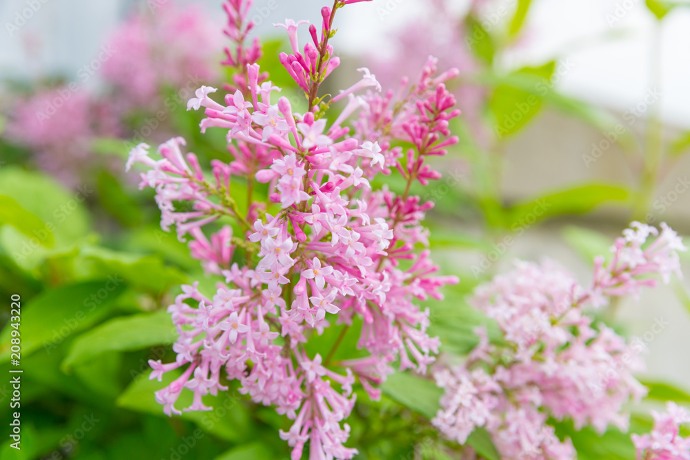 Spring branch of blossoming lilac Spring branch of blossoming lilac