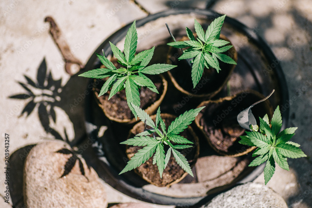 Closeup of a young cannabis plants, planted in fresh soil pots. Closeup of a young cannabis plants, planted in fresh soil pots.