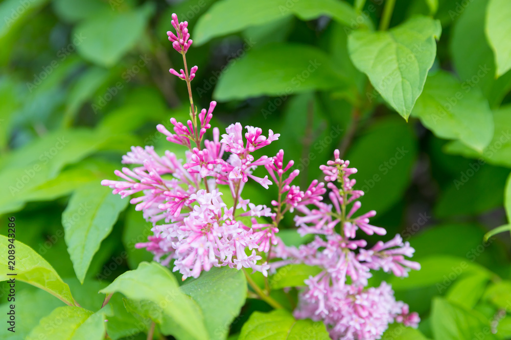 Spring branch of blossoming lilac Spring branch of blossoming lilac