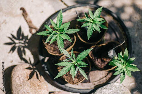 Closeup of a young cannabis plants, planted in fresh soil pots. photo