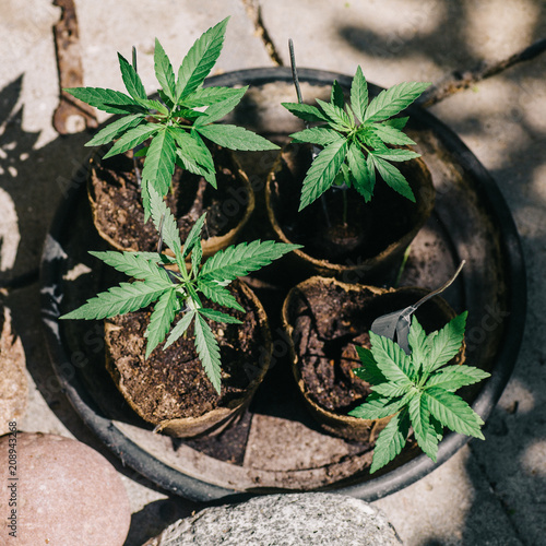 Closeup of a young cannabis plants, planted in fresh soil pots. photo