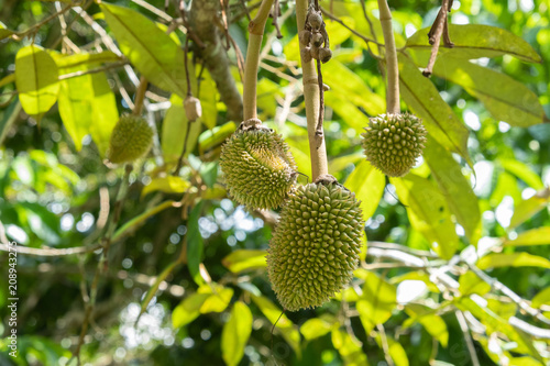 small durian in the garden