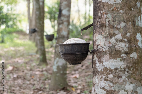 Cup and rubber tree.